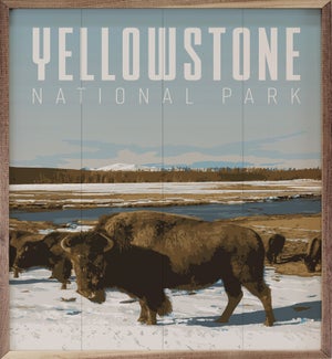 Yellowstone National Park Buffalo
